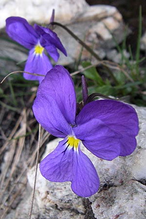 Viola calcarata \ Langsporniges Veilchen, Gesporntes Stiefmtterchen / Spurred Pansy, F Col du Galibier 21.6.2008