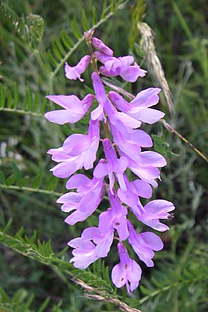 Vicia cracca \ Vogel-Wicke / Tufted Vetch, F Severac-le-Chateau 23.6.2008