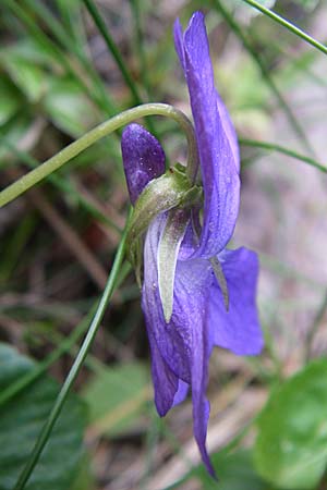 Viola reichenbachiana \ Wald-Veilchen / Early Dog Violet, F Pyrenäen/Pyrenees, Eyne 25.6.2008