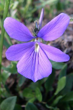 Viola cornuta \ Pyren�en-Stiefm�tterchen, Horn-Veilchen / Horned Pansy, F Pyren&auml;en/Pyrenees, Val de Galbe 27.6.2008