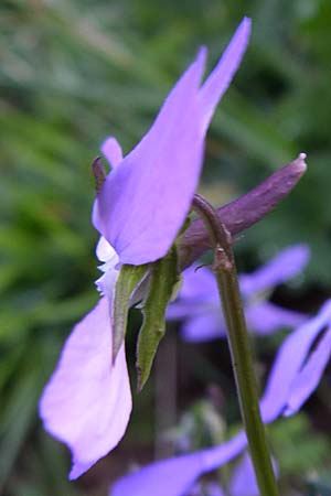 Viola cornuta \ Pyren�en-Stiefm�tterchen, Horn-Veilchen / Horned Pansy, F Pyren&auml;en/Pyrenees, Val de Galbe 27.6.2008