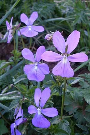 Viola cornuta \ Pyren�en-Stiefm�tterchen, Horn-Veilchen / Horned Pansy, F Pyren&auml;en/Pyrenees, Val de Galbe 27.6.2008
