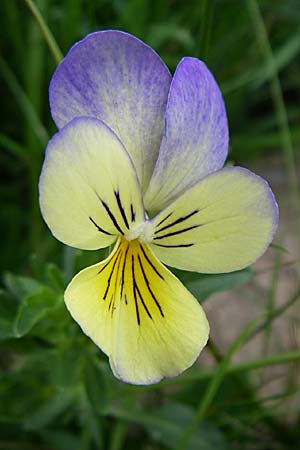 Viola lutea \ Vogesen-Veilchen, Gelbes Alpen-Stiefmtterchen / Mountain Pansy, F Chaume de Chitelet 5.8.2008