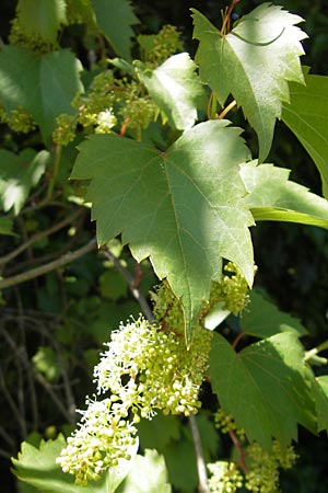 Vitis vinifera \ Weinrebe / Grape Vine, F Millau 29.5.2009