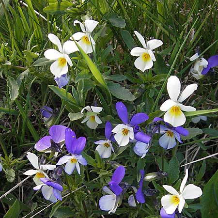 Viola tricolor \ Wildes Stiefmtterchen / Heartsease, Wild Pansy, F Mont Aigoual 29.5.2009