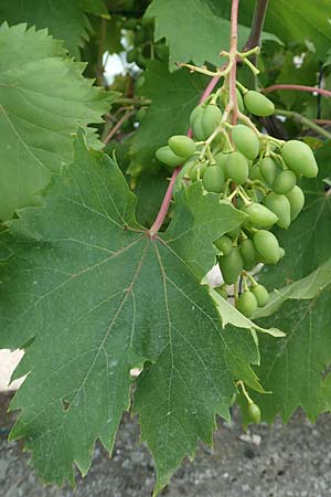 Vitis vinifera \ Weinrebe / Grape Vine, F Pyrenäen/Pyrenees, Casteil 25.7.2018