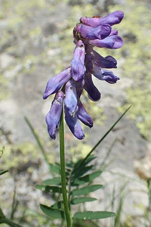 Vicia tenuifolia \ Feinblttrige Wicke / Fine-Leaved Vetch, F Pyrenäen/Pyrenees, Eyne 4.8.2018