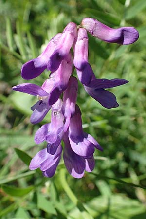 Vicia tenuifolia \ Feinblttrige Wicke / Fine-Leaved Vetch, F Pyrenäen/Pyrenees, Eyne 4.8.2018