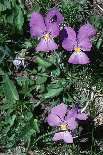 Viola calcarata \ Langsporniges Veilchen, Gesporntes Stiefmtterchen / Spurred Pansy, F Col du Galibier 29.6.1998