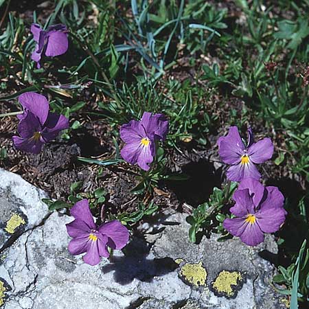 Viola calcarata \ Langsporniges Veilchen, Gesporntes Stiefmtterchen / Spurred Pansy, F Col du Galibier 29.6.1998