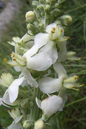 Verbascum lychnitis \ Mehlige Knigskerze / White Mullein, F Pyrenäen/Pyrenees, Col de Pailhères 27.6.2008
