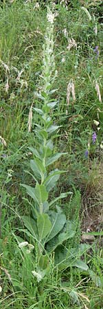 Verbascum lychnitis \ Mehlige Knigskerze / White Mullein, F Pyrenäen/Pyrenees, Col de Pailhères 27.6.2008