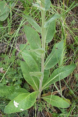 Verbascum lychnitis \ Mehlige Knigskerze / White Mullein, F Pyrenäen/Pyrenees, Col de Pailhères 27.6.2008