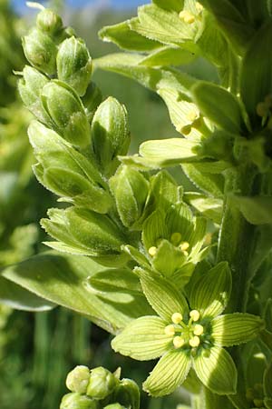Veratrum album subsp. lobelianum \ Grner Germer / Green False Hellebore, F Col de la Cayolle 9.7.2016