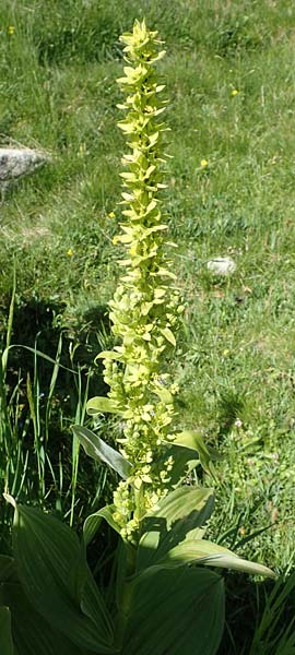 Veratrum album subsp. lobelianum \ Grner Germer / Green False Hellebore, F Col de la Cayolle 9.7.2016