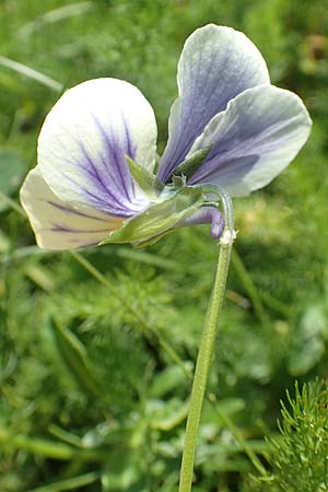 Viola lutea \ Vogesen-Veilchen, Gelbes Alpen-Stiefmtterchen / Mountain Pansy, F Vogesen/Vosges, Grand Ballon 2.7.2018
