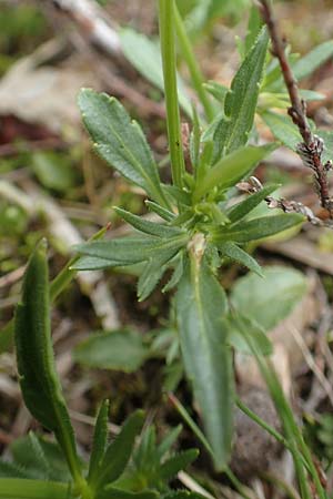 Viola lutea \ Vogesen-Veilchen, Gelbes Alpen-Stiefmtterchen / Mountain Pansy, F Vogesen/Vosges, Grand Ballon 18.6.2019