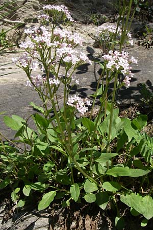 Valeriana montana \ Berg-Baldrian / Mountain Valerian, F Col du Telegraphe 21.6.2008