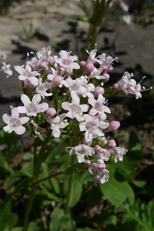 Valeriana montana \ Berg-Baldrian / Mountain Valerian, F Col du Telegraphe 21.6.2008