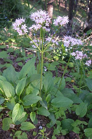 Valeriana montana \ Berg-Baldrian / Mountain Valerian, F Col de Gleize 22.6.2008