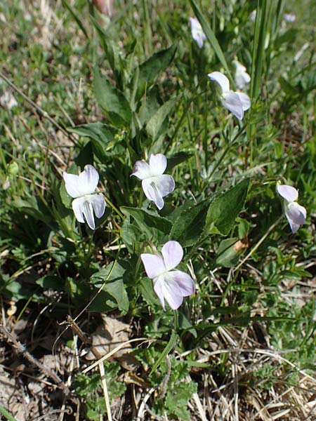 Viola montana \ Berg-Veilchen / Mountain Violet, F Sisteron 4.5.2023