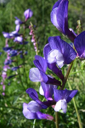 Vicia onobrychioides \ Esparsetten-Wicke, F Col de Granon 22.6.2008