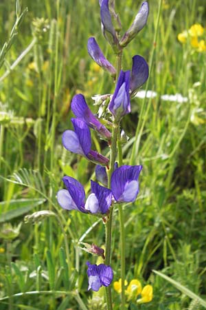 Vicia onobrychioides \ Esparsetten-Wicke, F Col de la Bonette 8.7.2016