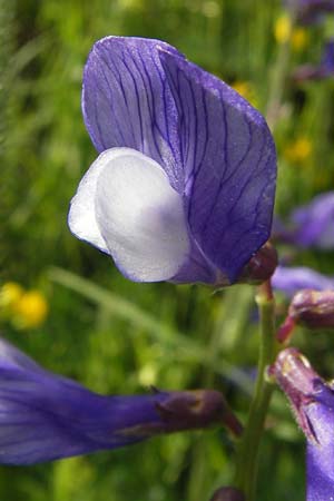 Vicia onobrychioides \ Esparsetten-Wicke, F Col de la Bonette 8.7.2016