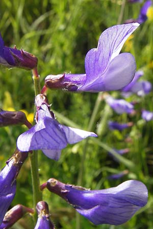 Vicia onobrychioides \ Esparsetten-Wicke, F Col de la Bonette 8.7.2016