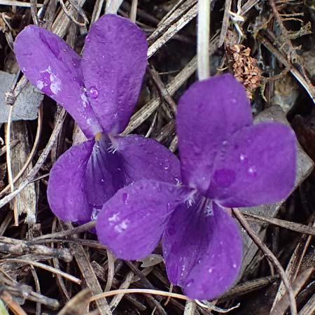 Viola odorata \ Wohlriechendes Veilchen, Mrz-Veilchen / Sweet Violet, F Col de Vars 30.4.2023