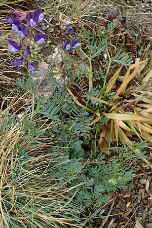 Vicia onobrychioides \ Esparsetten-Wicke, F S. Sauveur-sur-Tin&eacute;e 30.4.2023