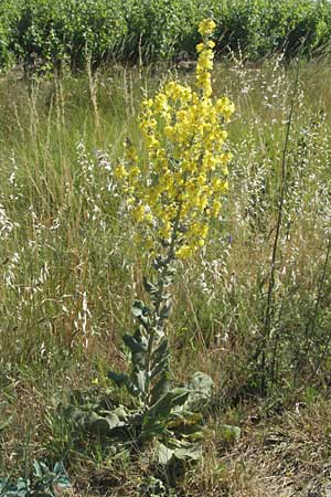 Verbascum densiflorum \ Grobltige Knigskerze / Dense-flowered Mullein, F S. Gilles 7.6.2006