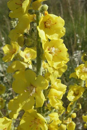 Verbascum densiflorum \ Grobltige Knigskerze / Dense-flowered Mullein, F S. Gilles 7.6.2006