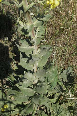 Verbascum densiflorum \ Grobltige Knigskerze / Dense-flowered Mullein, F S. Gilles 7.6.2006