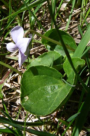 Viola palustris \ Sumpf-Veilchen / Marsh Violet, F Col de Saisies 21.6.2008