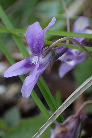 Viola reichenbachiana \ Wald-Veilchen / Early Dog Violet, F Lons-le-Saunier 5.5.2023