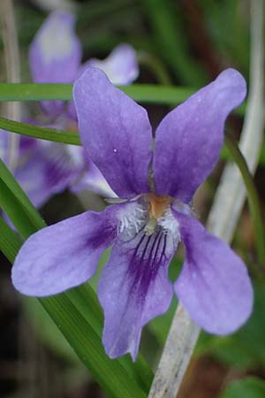 Viola reichenbachiana \ Wald-Veilchen / Early Dog Violet, F Lons-le-Saunier 5.5.2023