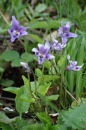 Viola reichenbachiana \ Wald-Veilchen / Early Dog Violet, F Lons-le-Saunier 5.5.2023