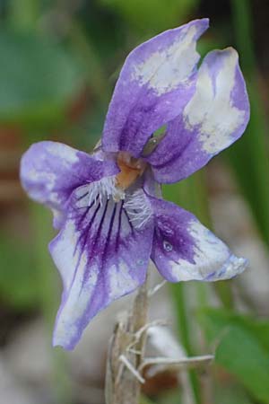 Viola reichenbachiana \ Wald-Veilchen / Early Dog Violet, F Lons-le-Saunier 5.5.2023