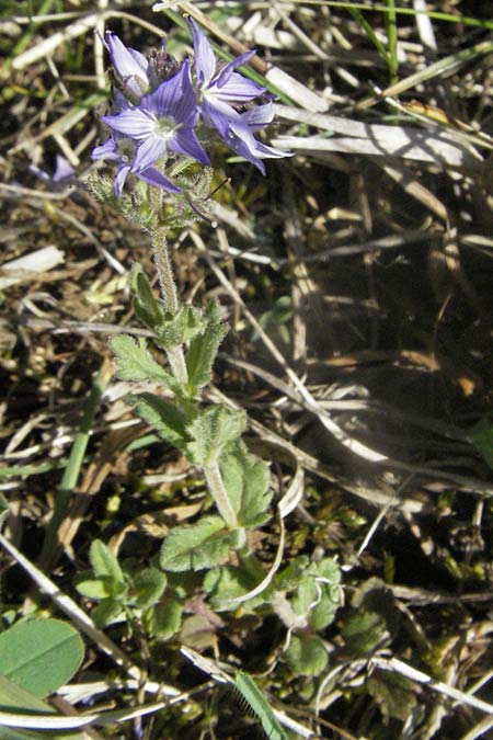 Veronica prostrata subsp. scheereri \ Scheerers Ehrenpreis / Scheerer's Speedwell, F Causse du Larzac 7.6.2006