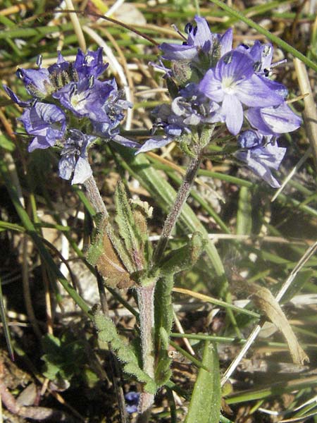 Veronica prostrata subsp. scheereri \ Scheerers Ehrenpreis / Scheerer's Speedwell, F Causse du Larzac 7.6.2006