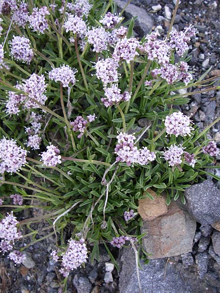 Valeriana saliunca \ Weidenblttriger Baldrian / Entire-Leaved Valerian, F Col de Granon 22.6.2008