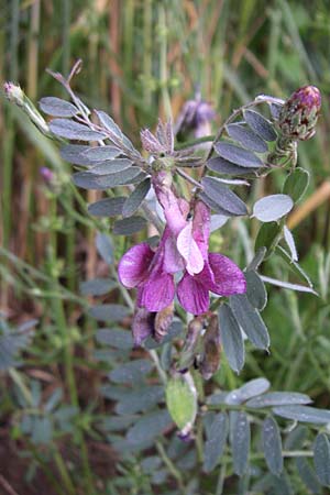 Vicia pannonica subsp. striata \ Gestreifte Wicke / Hungarian Vetch, F Pyrenäen/Pyrenees, Osseja 26.6.2008