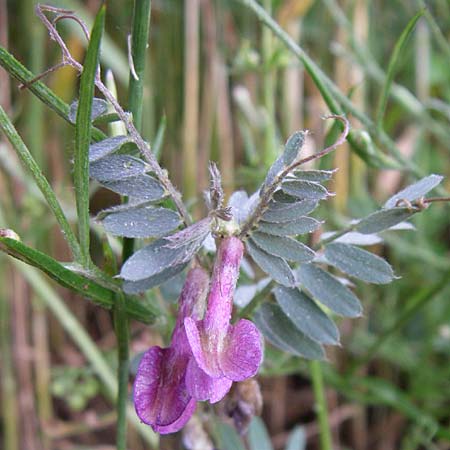 Vicia pannonica subsp. striata \ Gestreifte Wicke / Hungarian Vetch, F Pyrenäen/Pyrenees, Osseja 26.6.2008