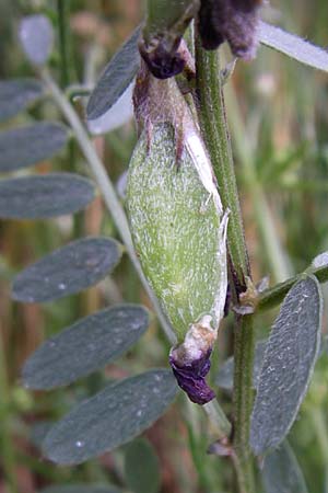 Vicia pannonica subsp. striata \ Gestreifte Wicke / Hungarian Vetch, F Pyrenäen/Pyrenees, Osseja 26.6.2008