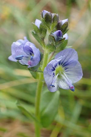 Veronica serpyllifolia \ Quendelblttriger Ehrenpreis, Thymian-Ehrenpreis / Thyme-Leaved Speedwell, F Col de la Bonette 8.7.2016