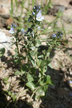 Veronica serpyllifolia \ Quendelblttriger Ehrenpreis, Thymian-Ehrenpreis / Thyme-Leaved Speedwell, F Collet de Allevard 9.7.2016