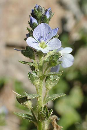 Veronica serpyllifolia \ Quendelblttriger Ehrenpreis, Thymian-Ehrenpreis / Thyme-Leaved Speedwell, F Collet de Allevard 9.7.2016