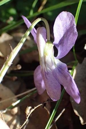 Viola suavis \ Blau-Veilchen, Duftendes Veilchen / Russian Violet, F Maures, Les Mayons 15.3.2024
