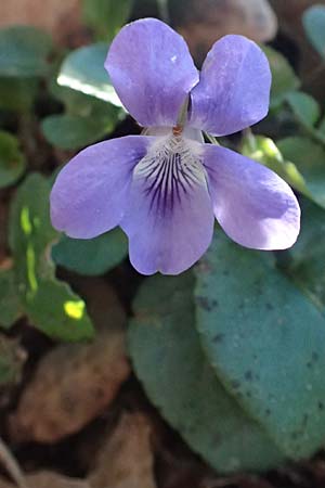 Viola suavis \ Blau-Veilchen, Duftendes Veilchen / Russian Violet, F Maures, Les Mayons 15.3.2024